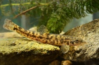 Mřenka mramorovaná - Barbatula barbatula - Stone Loach 4745